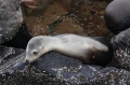 California Sea Lion